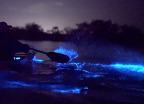 bioluminescent plankton Cat Ba Lan Ha Bay