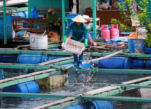 cai beo floating fishing village lan ha bay