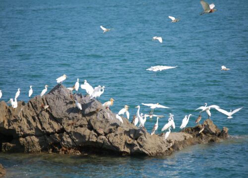 lan ha bay full day tour cat ba cruise and kayak