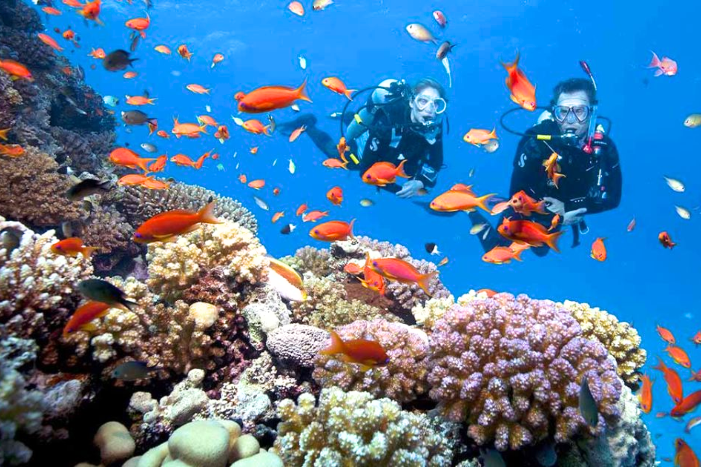 Sea Diving and Explore Coral Reefs