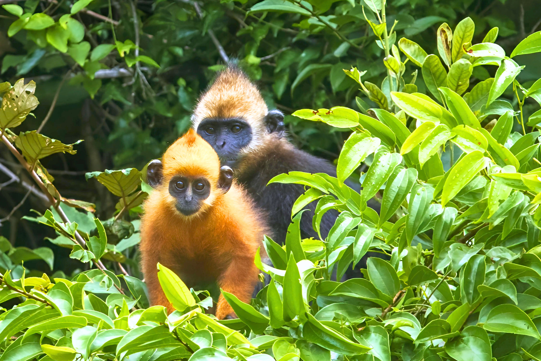 Cat Ba Langur - The Only Endemic Animal in the World