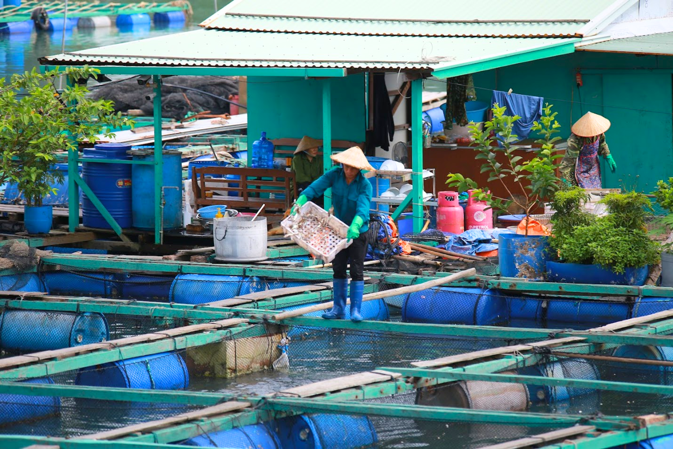 Tranquil life on Cai Beo Fishing Village