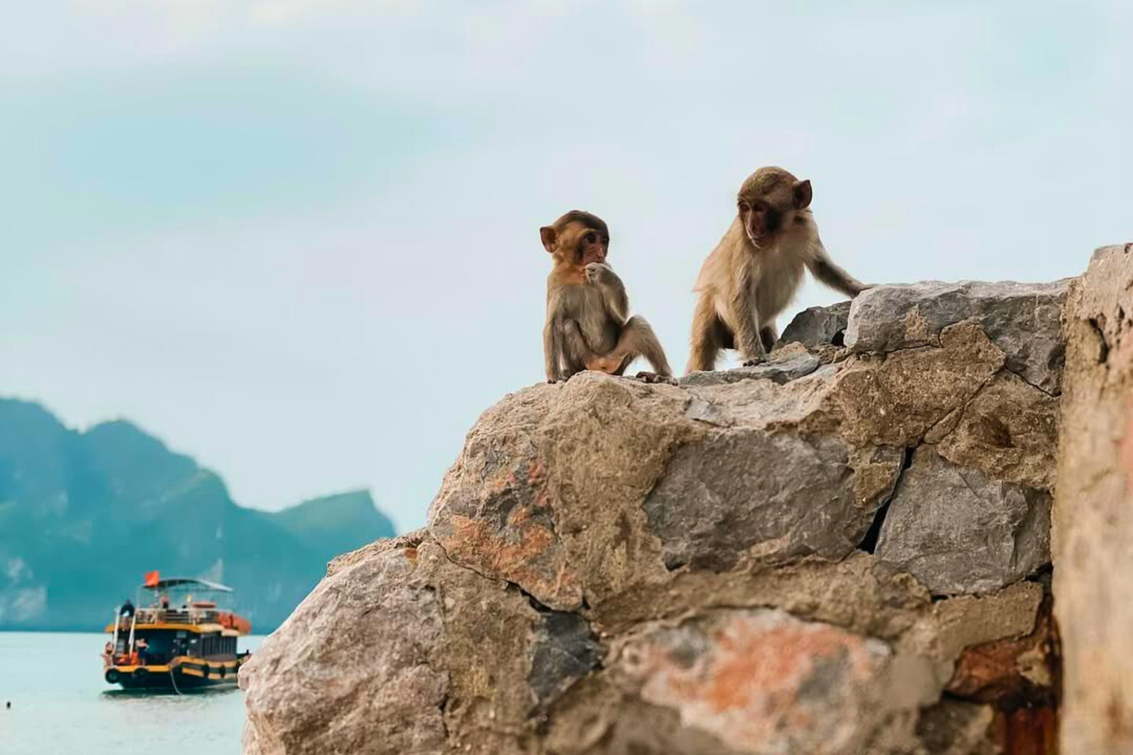 Monkey Island